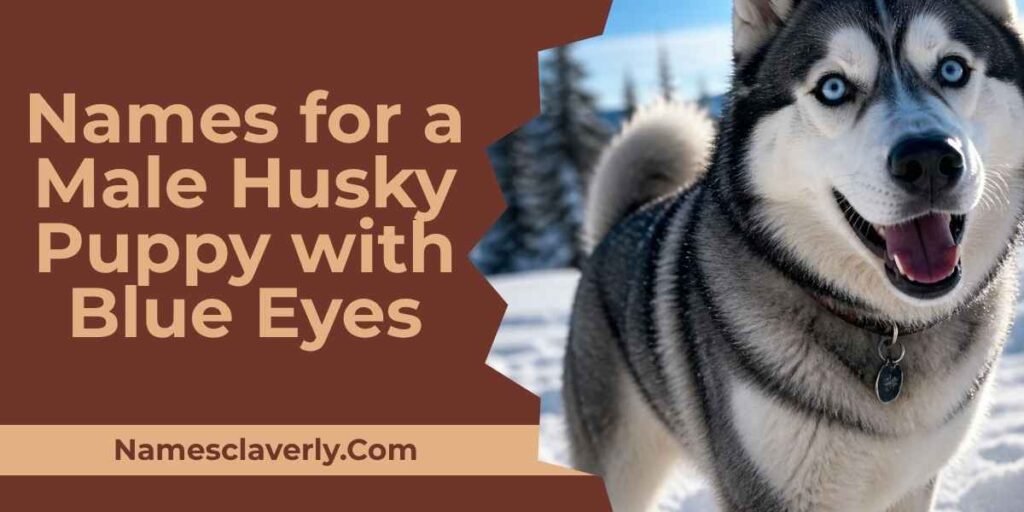 Names for a Male Husky Puppy with Blue Eyes